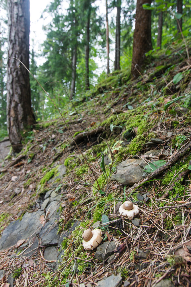 KA_090903_2581 / Geastrum fimbriatum / Brun jordstjerne