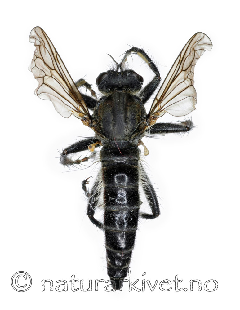 KA_090910_cinctus_female_dorsal / Lasiopogon cinctus / Båndrovflue