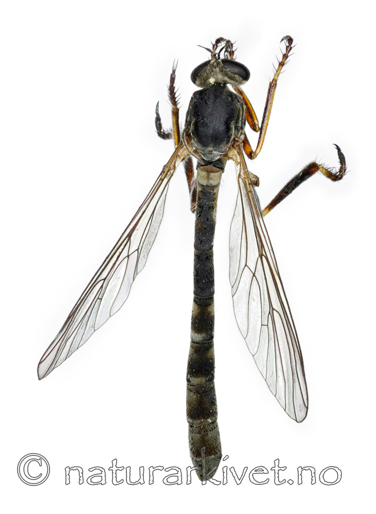 KA_090910_guttiventris_female_dorsal / Leptogaster guttiventris / Flekkgressrovflue