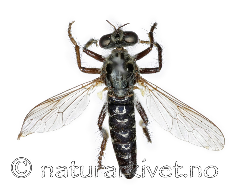 KA_090910_lateralis_female_dorsal / Cyrtopogon lateralis / Hvitbåndrovflue