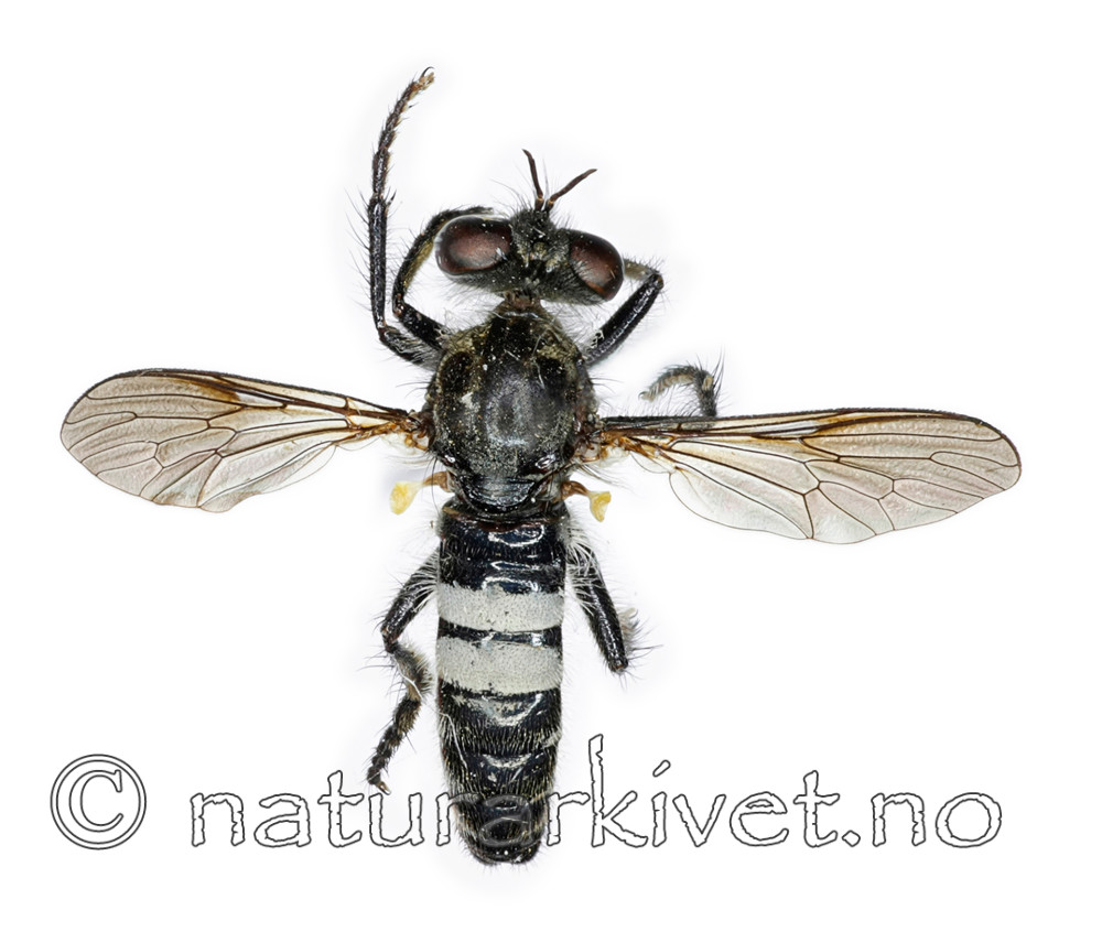 KA_090910_lateralis_male_dorsal / Cyrtopogon lateralis / Hvitbåndrovflue