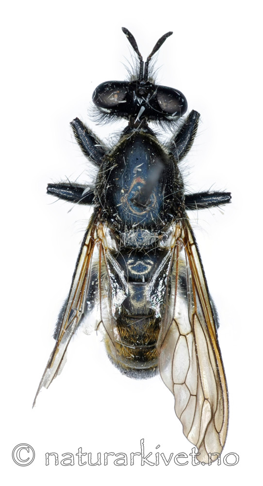 KA_090910_marginata_female_dorsal / Choerades marginata / Stripet rovflue