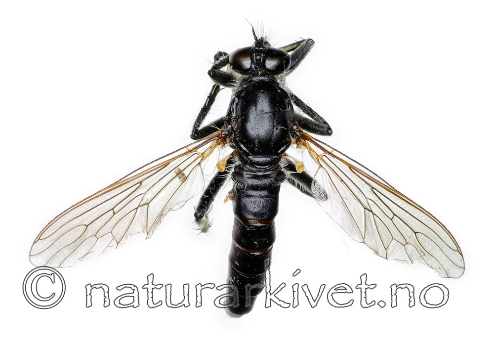 KA_090914_albiceps_female_dorsal / Philonicus albiceps / Sandrovflue