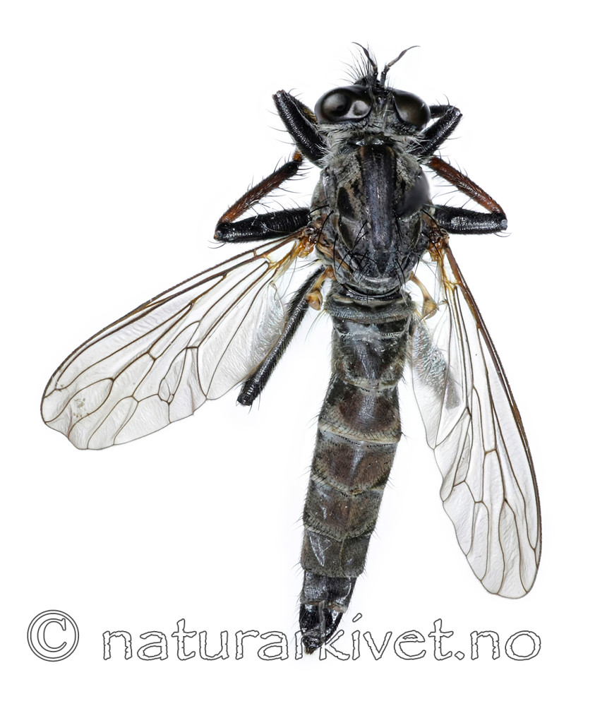 KA_090914_variabilis_female_dorsal / Rhadiurgus variabilis / Dovrerovflue
