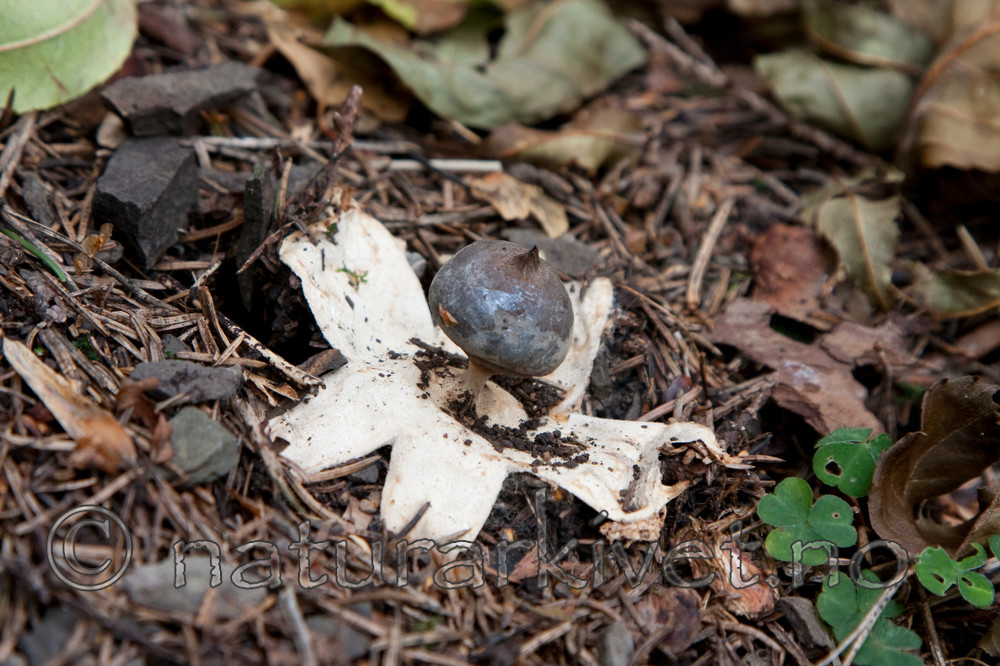 KA_090917_2803 / Geastrum pectinatum / Skaftjordstjerne