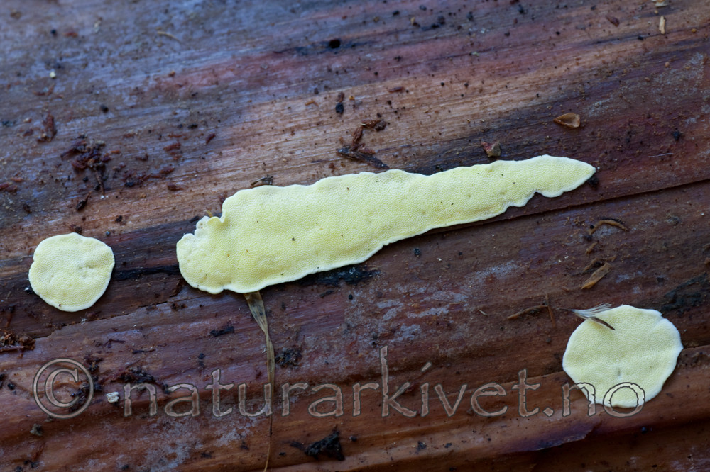 KA_090924_2825 / Antrodiella citrinella / Gul snyltekjuke