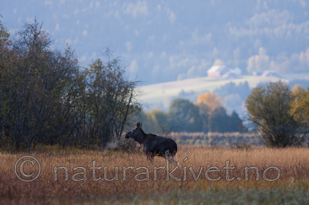 KA_091008_2901 / Alces alces / Elg