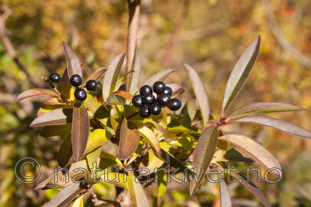 KA_091014_3010 / Ligustrum vulgare / Liguster