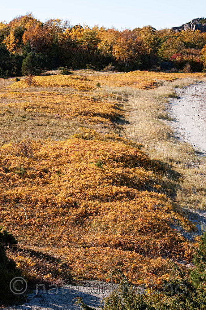 KA_091014_3035 / Rosa rugosa / Rynkerose
