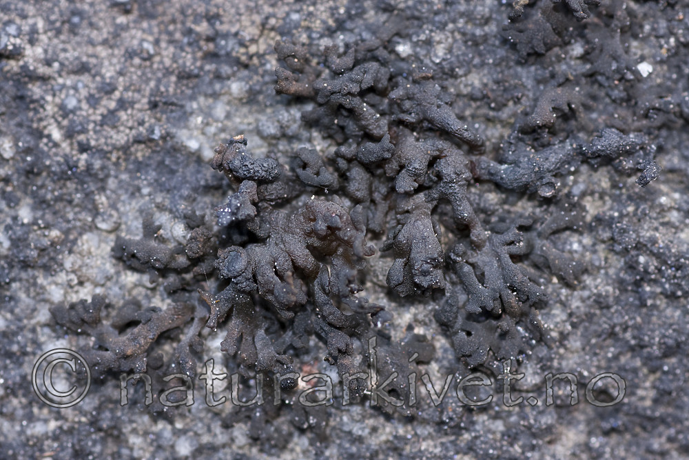 KA_091028_3154 / Callome multipartita / Vifteglye