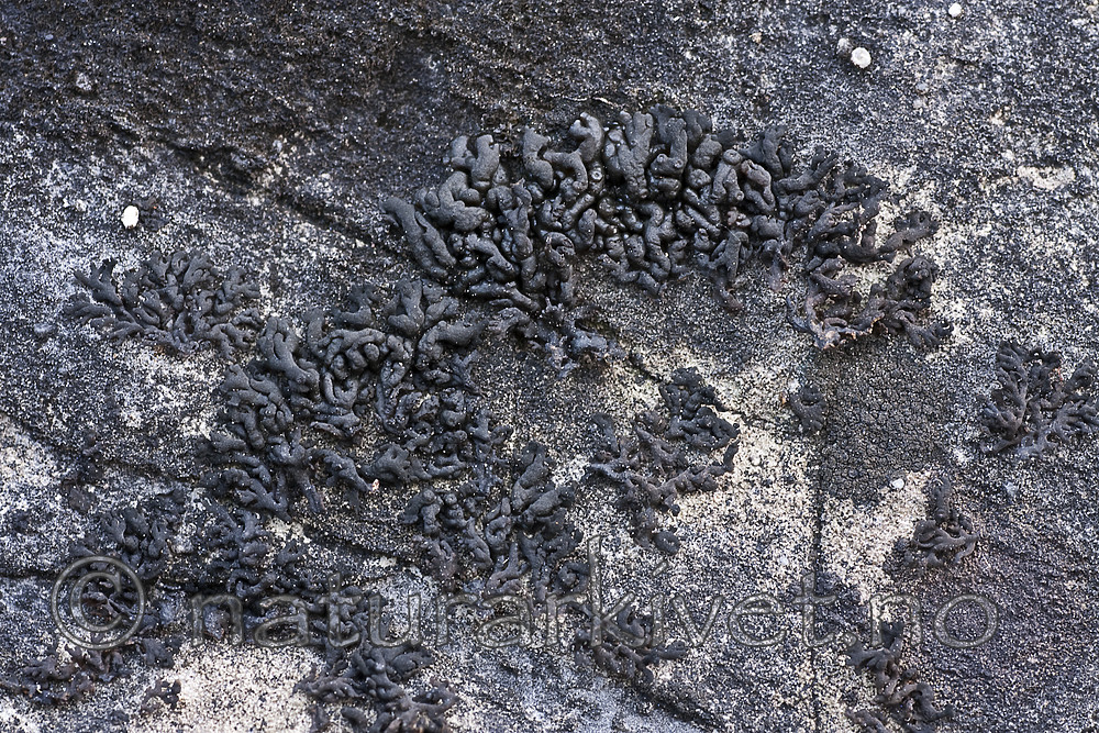 KA_091028_3157 / Callome multipartita / Vifteglye