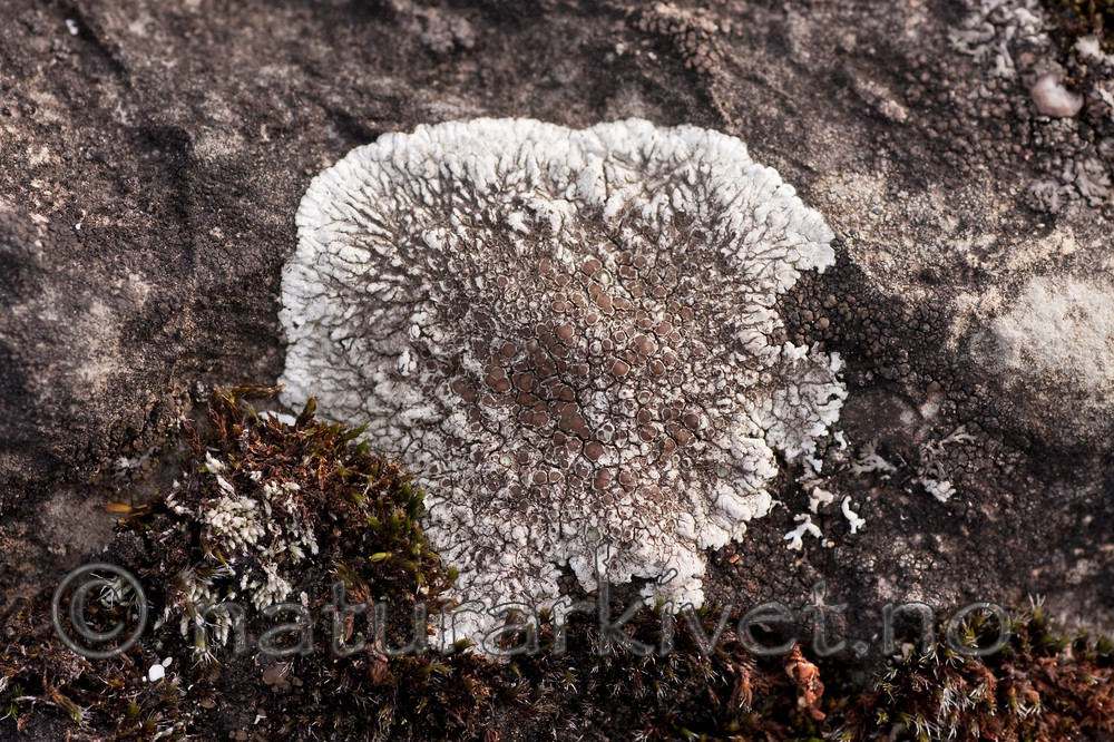 KA_091028_3165 / Lobothallia radiosa / Kalkskiferlav