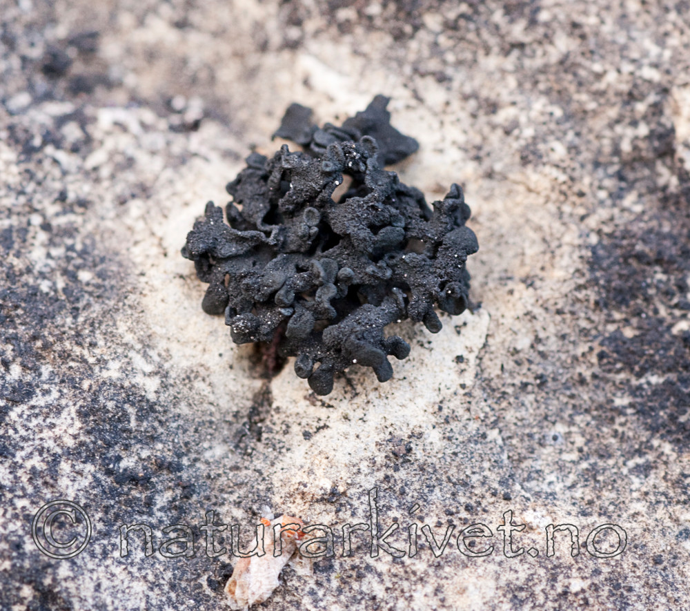 KA_091028_3177 / Thyrea confusa