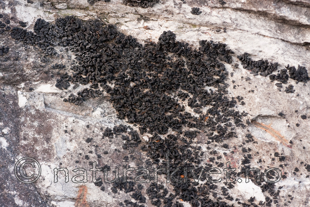 KA_091028_3192 / Thyrea confusa