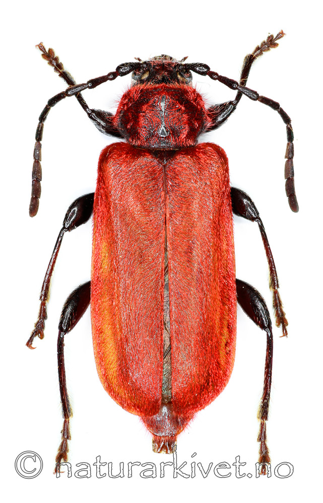 KA_091211_sanguineum / Pyrrhidium sanguineum