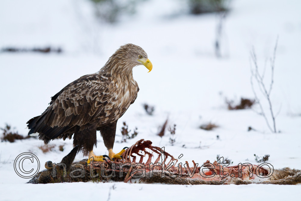 KA_100206_0260 / Capreolus capreolus / Rådyr <br /> Haliaeetus albicilla / Havørn