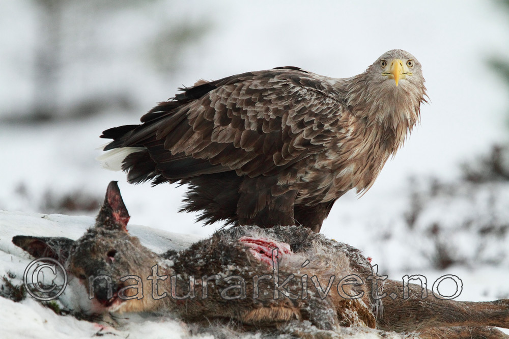 KA_100206_0289 / Capreolus capreolus / Rådyr <br /> Haliaeetus albicilla / Havørn