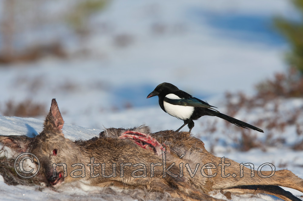 KA_100206_0369 / Capreolus capreolus / Rådyr <br /> Pica pica / Skjære