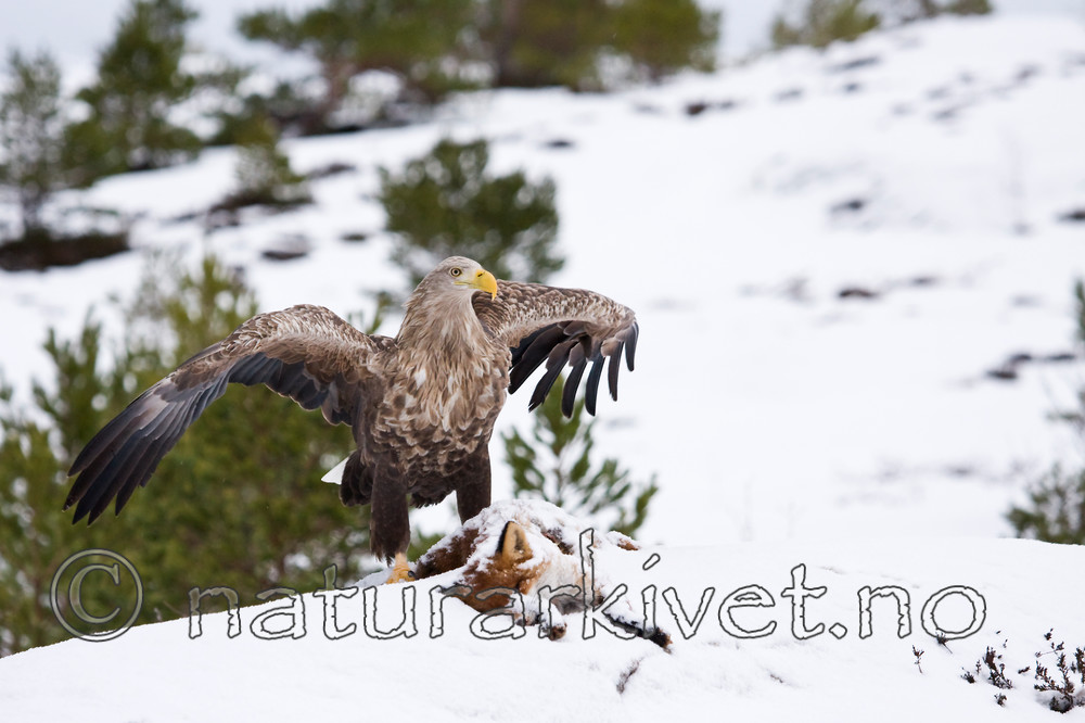 KA_100207_0376 / Haliaeetus albicilla / Havørn <br /> Vulpes vulpes / Rødrev