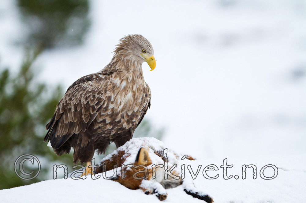 KA_100207_0378 / Haliaeetus albicilla / Havørn <br /> Vulpes vulpes / Rødrev