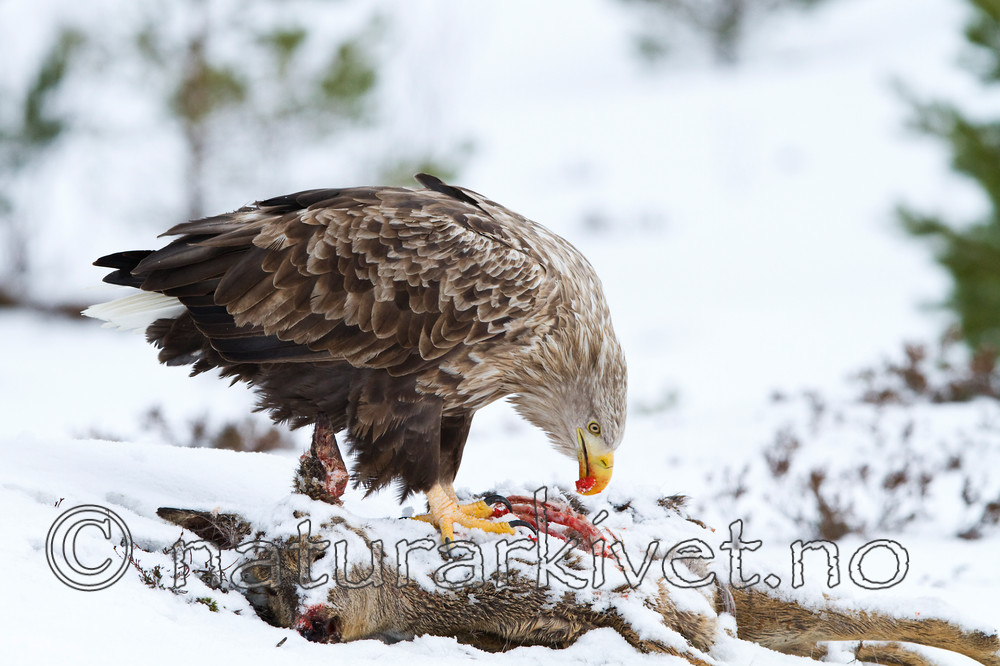 KA_100207_0390 / Capreolus capreolus / Rådyr <br /> Haliaeetus albicilla / Havørn