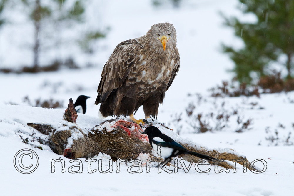 KA_100207_0435 / Capreolus capreolus / Rådyr <br /> Haliaeetus albicilla / Havørn