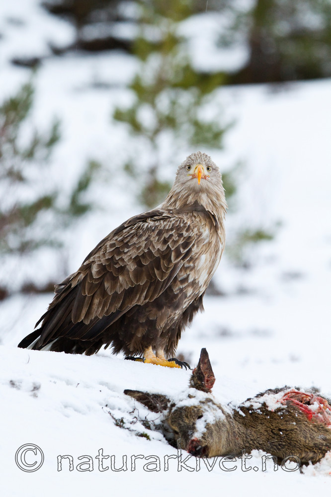 KA_100207_0451 / Capreolus capreolus / Rådyr <br /> Haliaeetus albicilla / Havørn