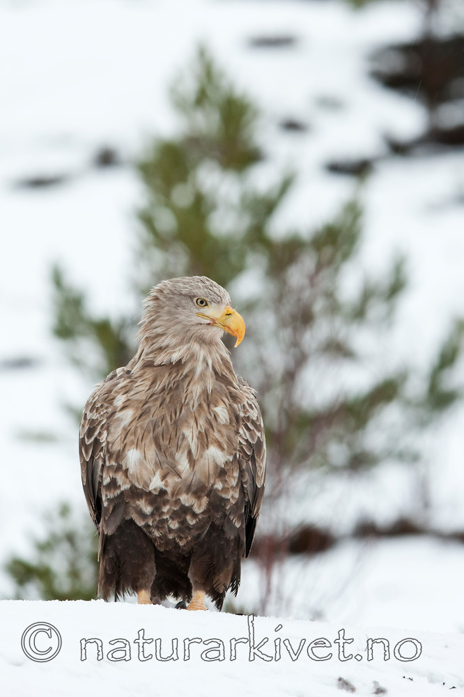 KA_100207_0482 / Haliaeetus albicilla / Havørn