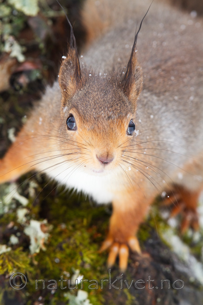 KA_100401_1036 / Sciurus vulgaris / Ekorn