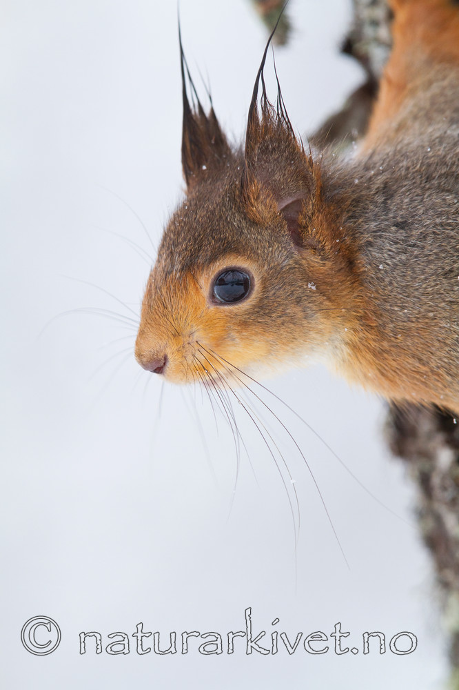 KA_100401_1037 / Sciurus vulgaris / Ekorn