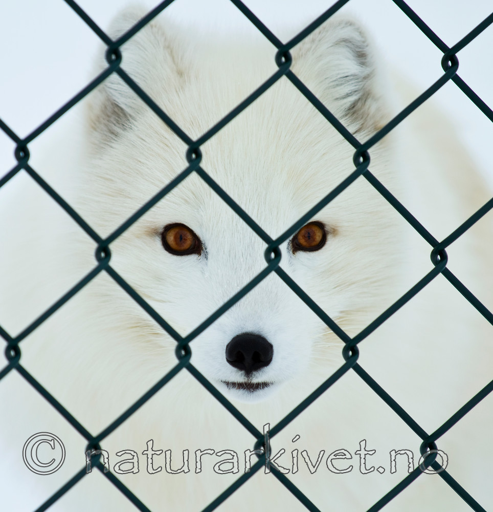 KA_100403_1065 / Vulpes lagopus / Fjellrev