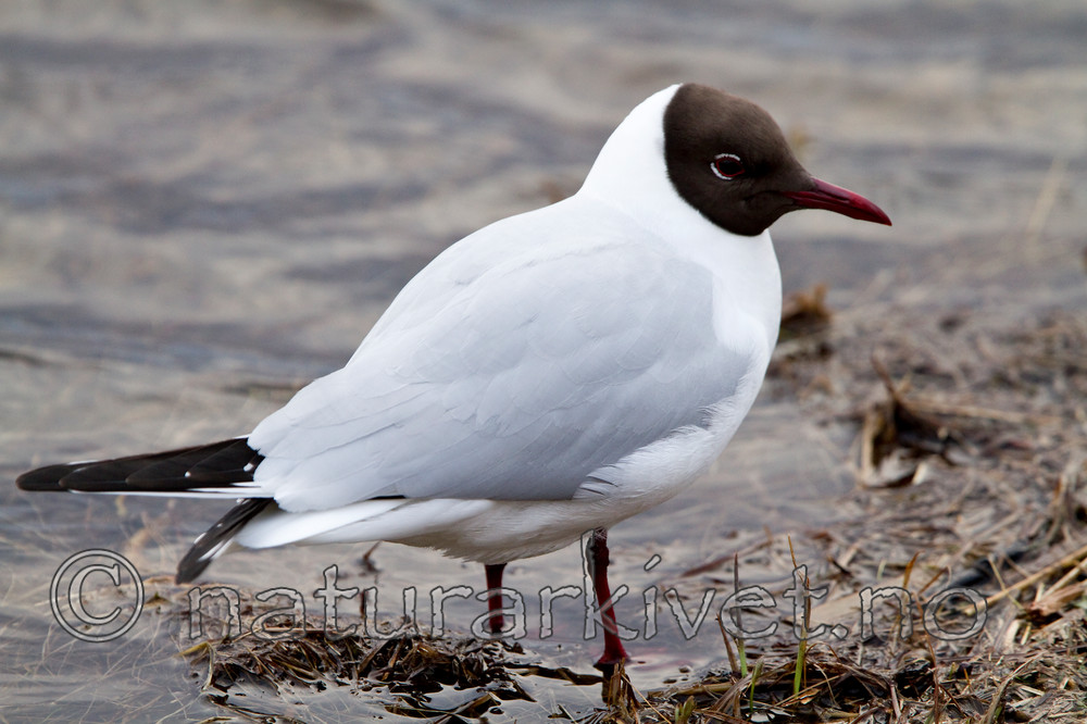 KA_100410_1239 / Chroicocephalus ridibundus / Hettemåke