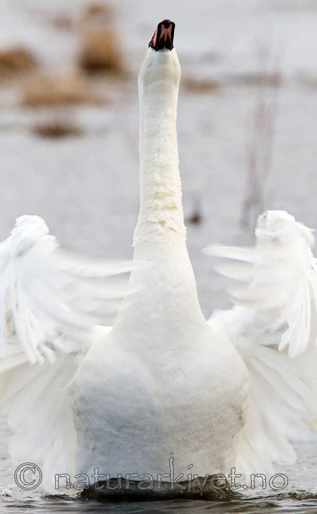 KA_100410_1248 / Cygnus olor / Knoppsvane