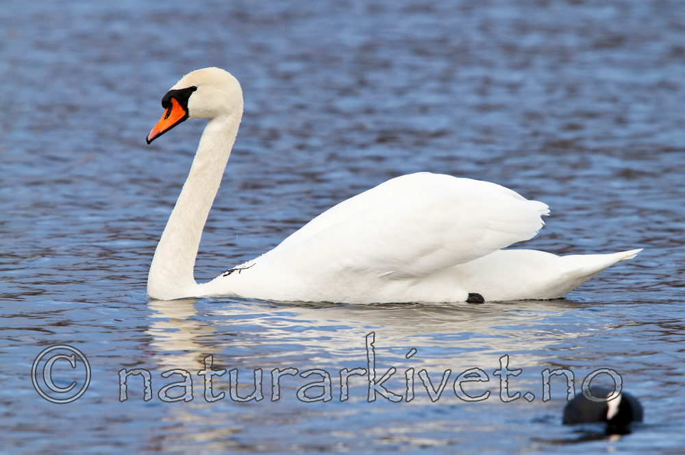 KA_100410_1258 / Cygnus olor / Knoppsvane