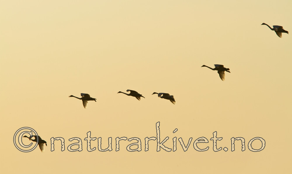 KA_100411_1328 / Cygnus cygnus / Sangsvane <br /> Grus grus / Trane