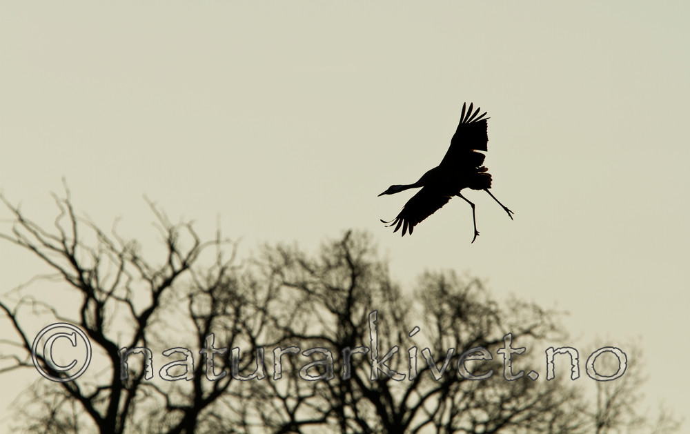 KA_100411_1354 / Grus grus / Trane