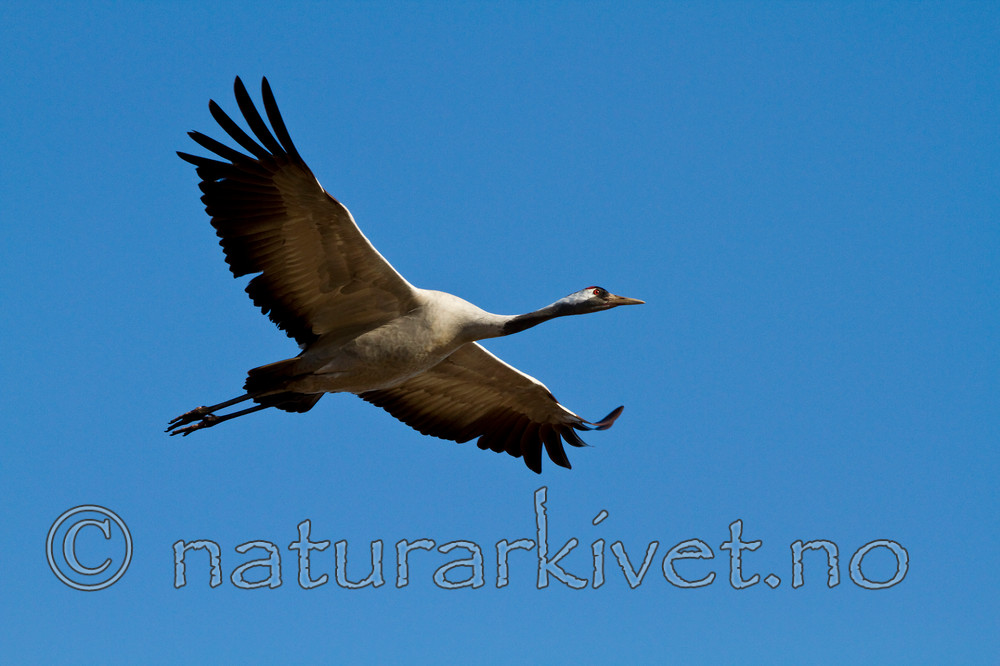 KA_100411_1373 / Grus grus / Trane