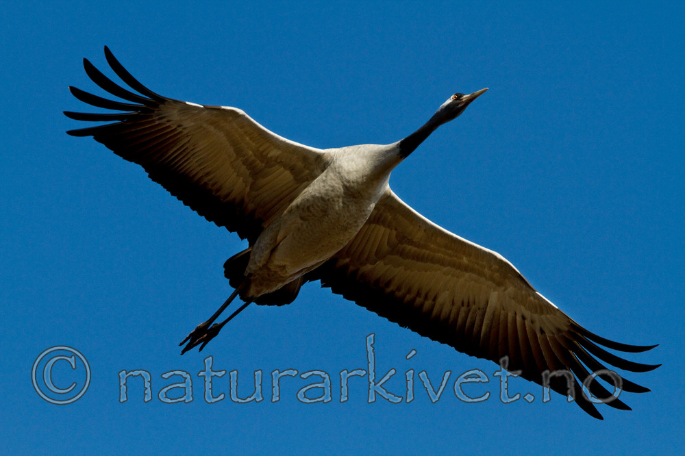 KA_100411_1395 / Grus grus / Trane