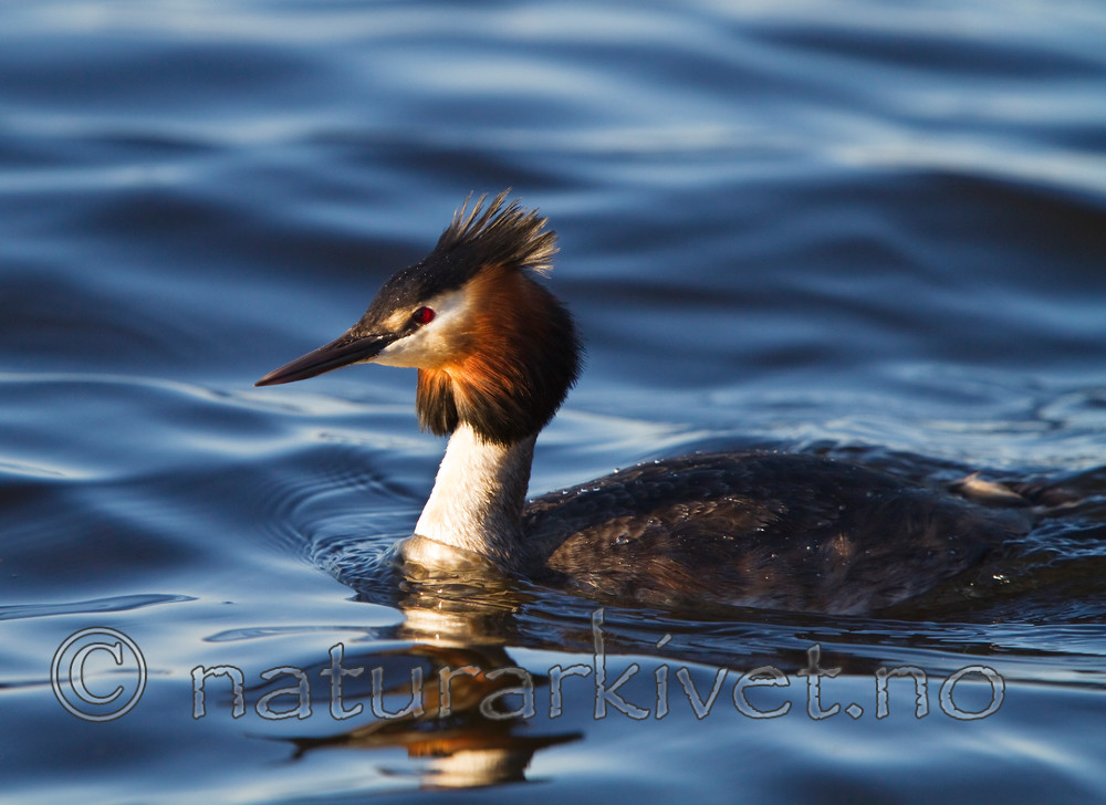 KA_100411_1513 / Podiceps cristatus / Toppdykker