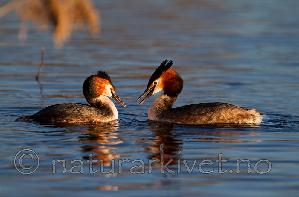 KA_100411_1528 / Podiceps cristatus / Toppdykker