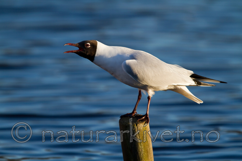 KA_100411_1535 / Chroicocephalus ridibundus / Hettemåke