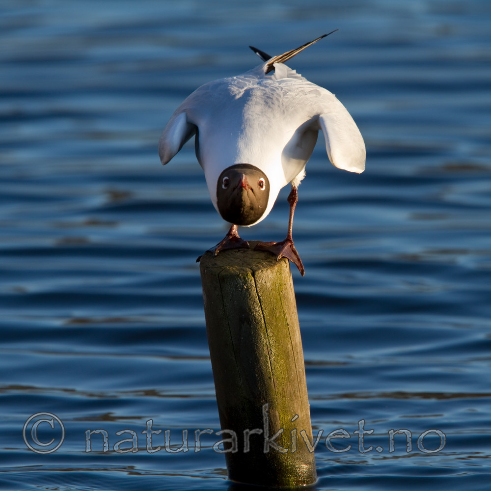 KA_100411_1540 / Chroicocephalus ridibundus / Hettemåke