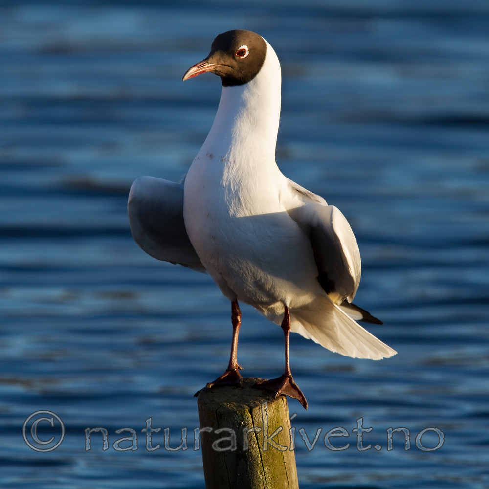 KA_100411_1541 / Chroicocephalus ridibundus / Hettemåke