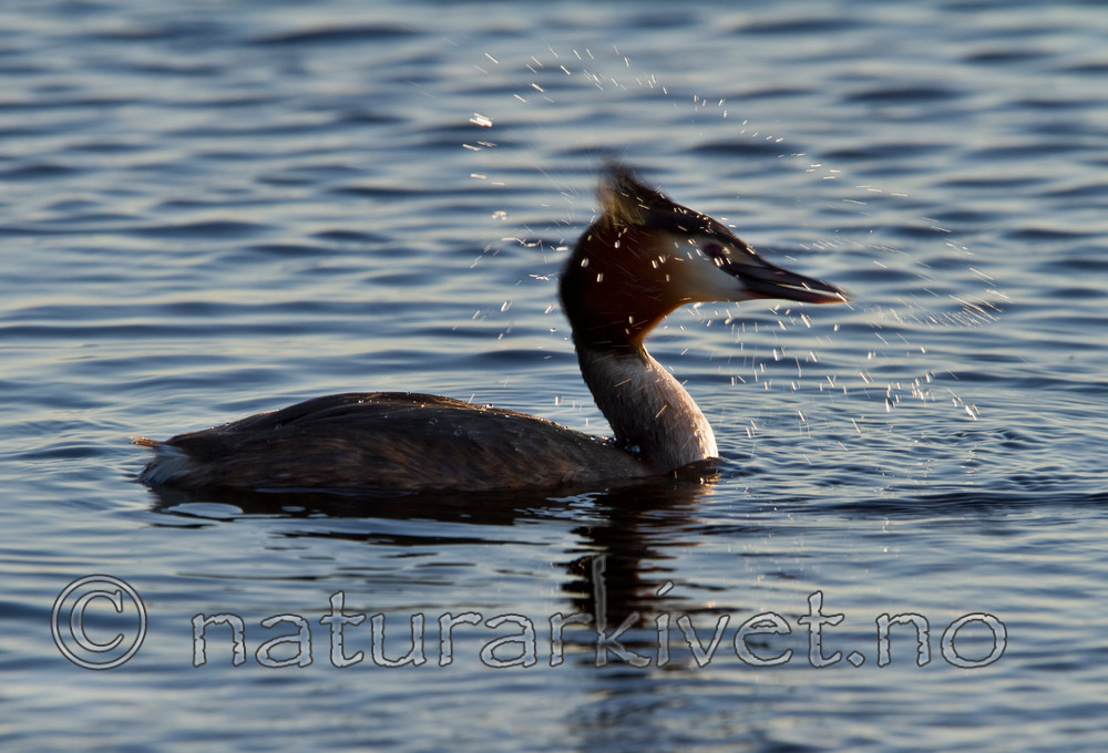 KA_100411_1544 / Podiceps cristatus / Toppdykker