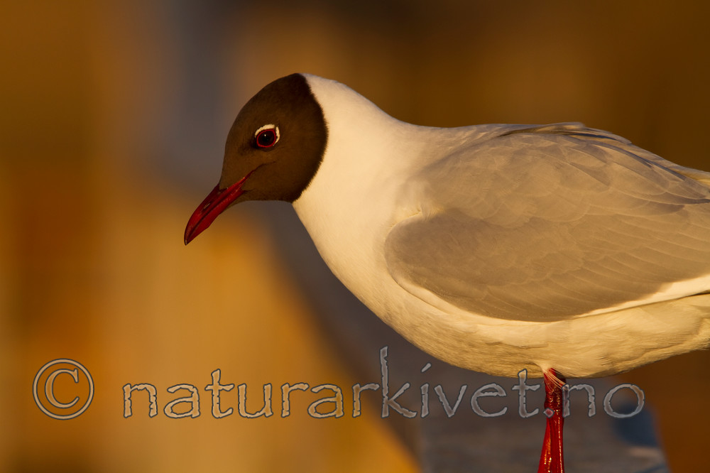 KA_100411_1569 / Chroicocephalus ridibundus / Hettemåke