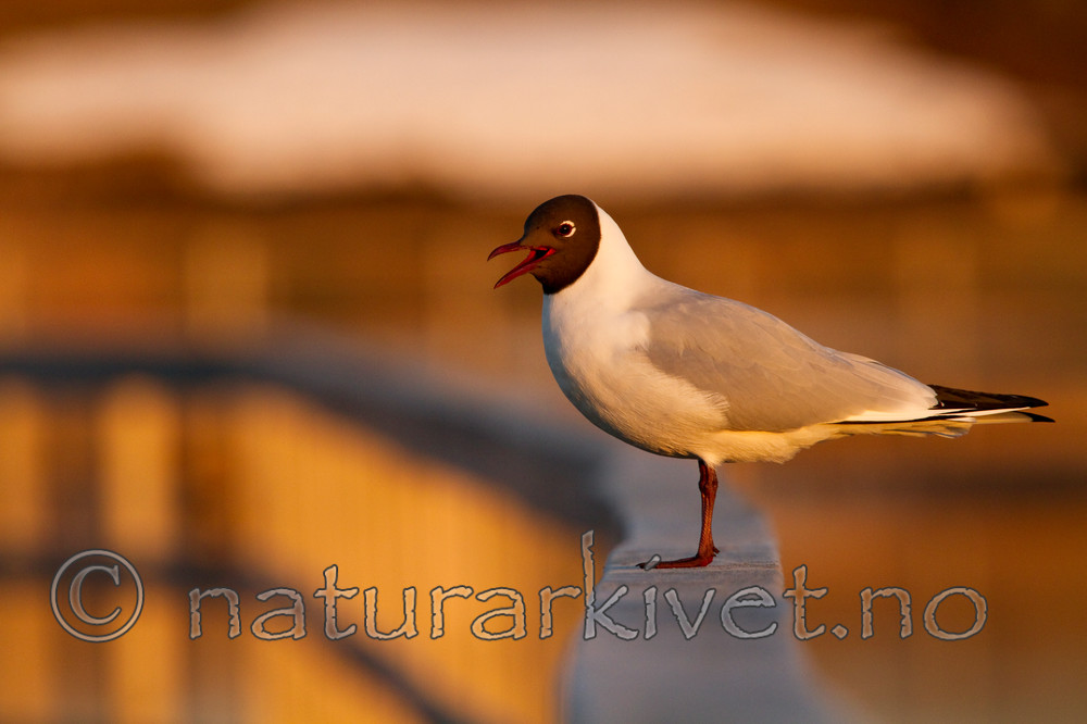 KA_100411_1594 / Chroicocephalus ridibundus / Hettemåke