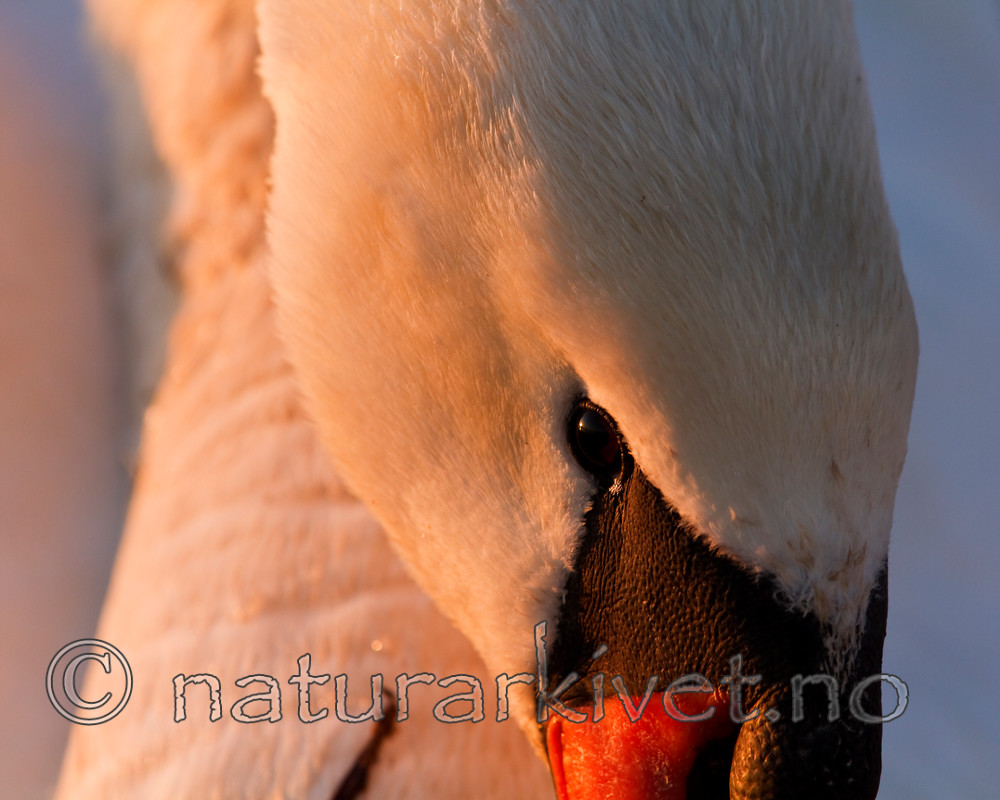 KA_100412_1634 / Cygnus olor / Knoppsvane <br /> Grus grus / Trane