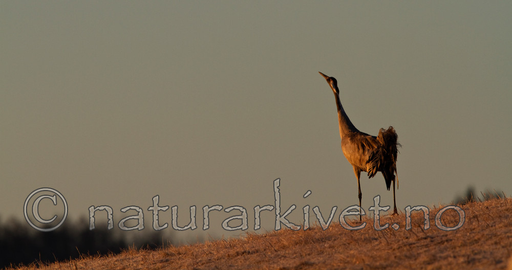 KA_100412_1641 / Grus grus / Trane