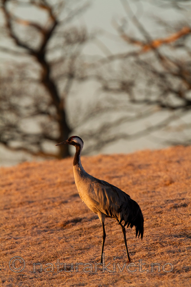 KA_100412_1643 / Grus grus / Trane