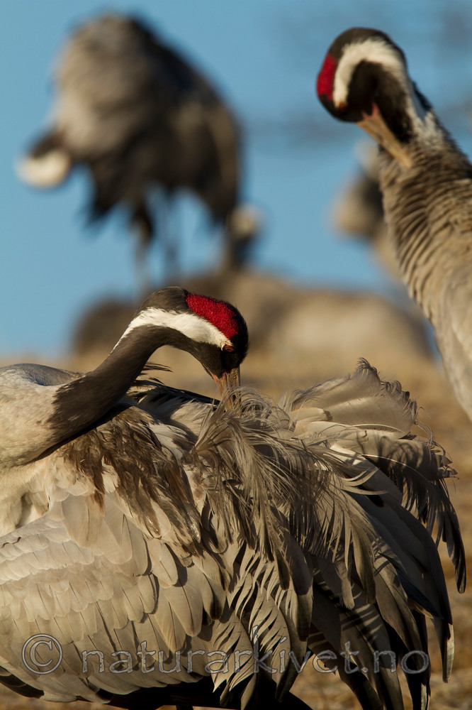 KA_100412_1679 / Grus grus / Trane